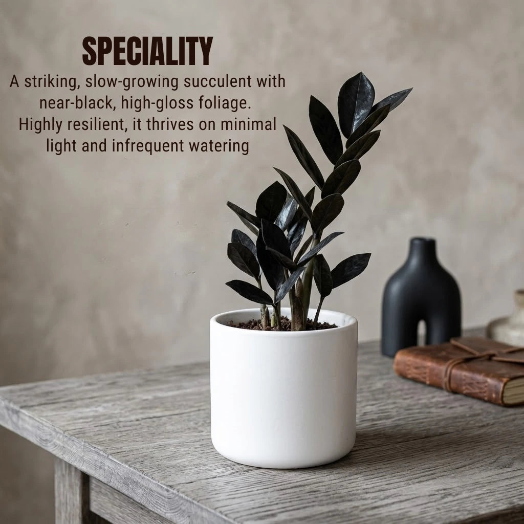 black raven zz plant for sale Buy Rare Black ZZ Plant Sapling (1pc) | Only Rs.119/-