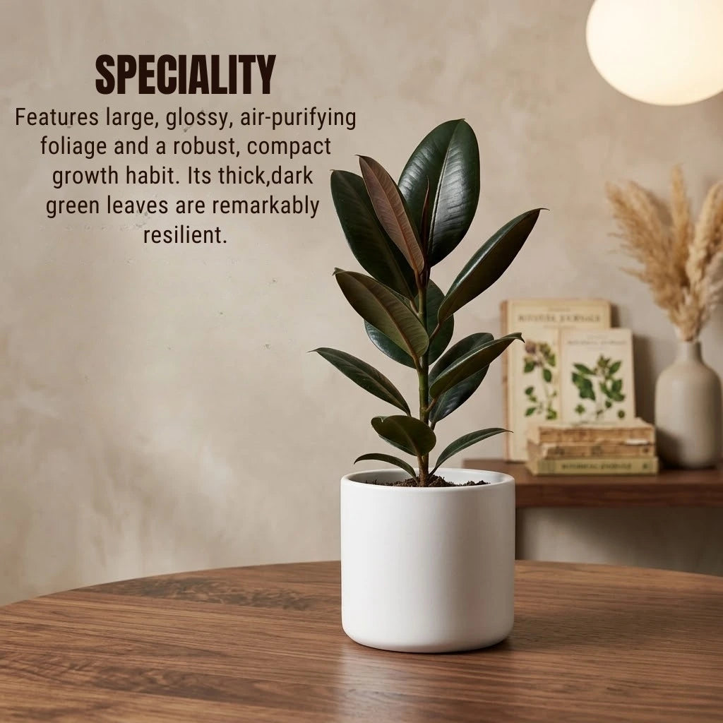rubber tree sapling Rubber Plant Sapling (Pack of 5) – The Affordable Organic Store
