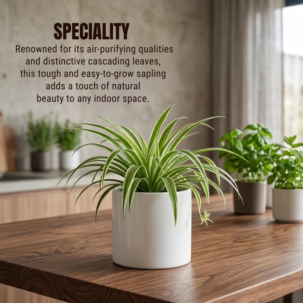 organic spider plant Buy Spider Plant Sapling (1pc) | Only Rs.79/-