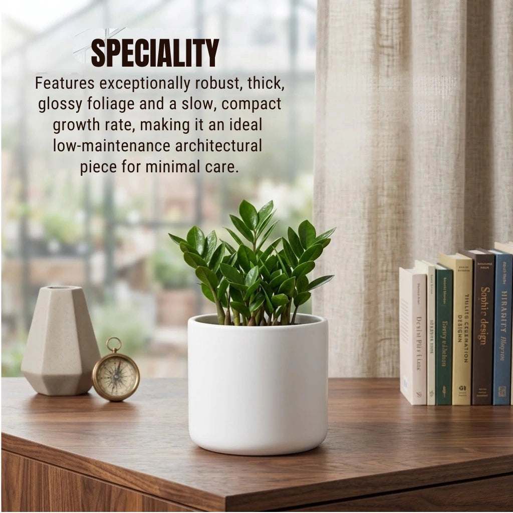 white zz plant for sale Buy ZZ Plant Sapling (1 Pc) | Only Rs.89/-