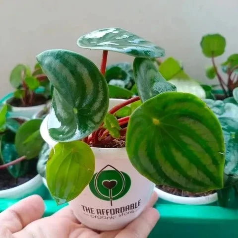 Peperomia Watermelon Plant Sapling (1pc)