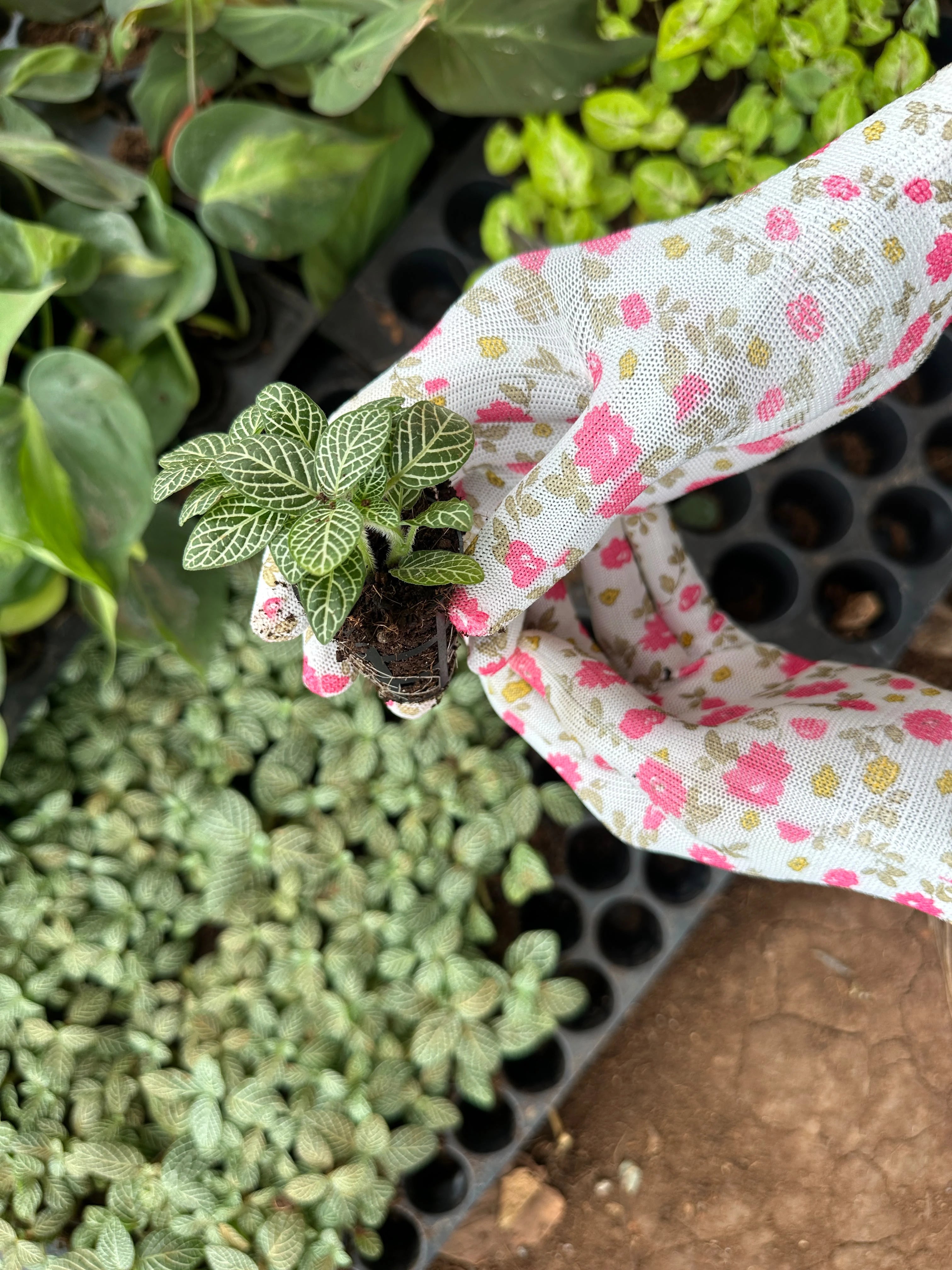 Gardening Gloves Small Size (1pair)