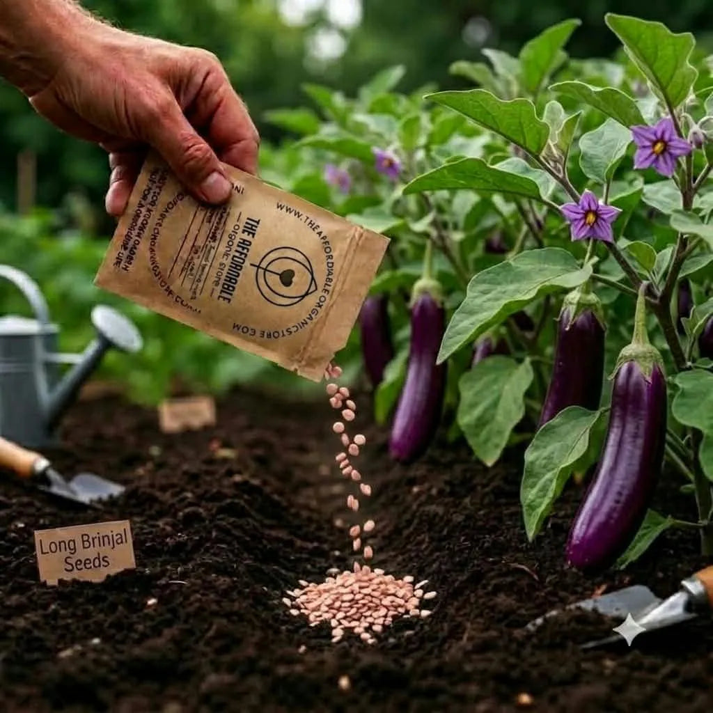Long Brinjal Seeds (10seeds)