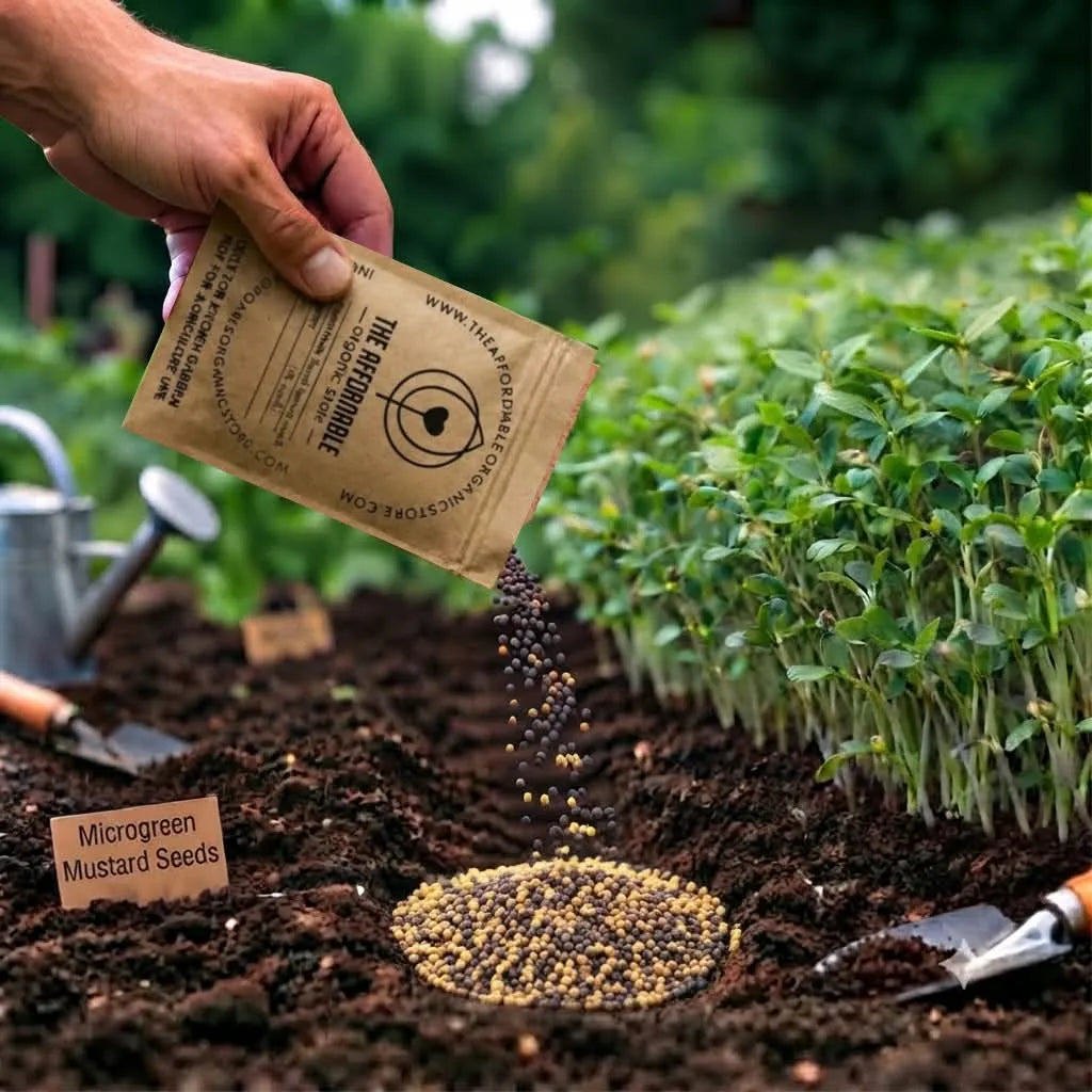 Microgreen Mustard Seeds (10 gms)