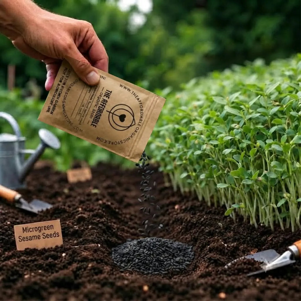 Microgreen Sesame Seeds (10 gms)
