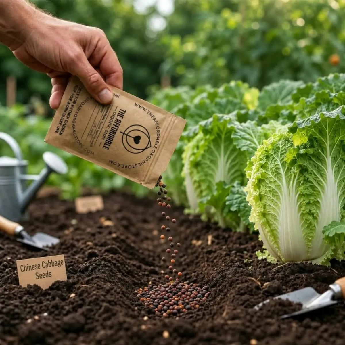 Chinese Cabbage Seeds (10 seeds)