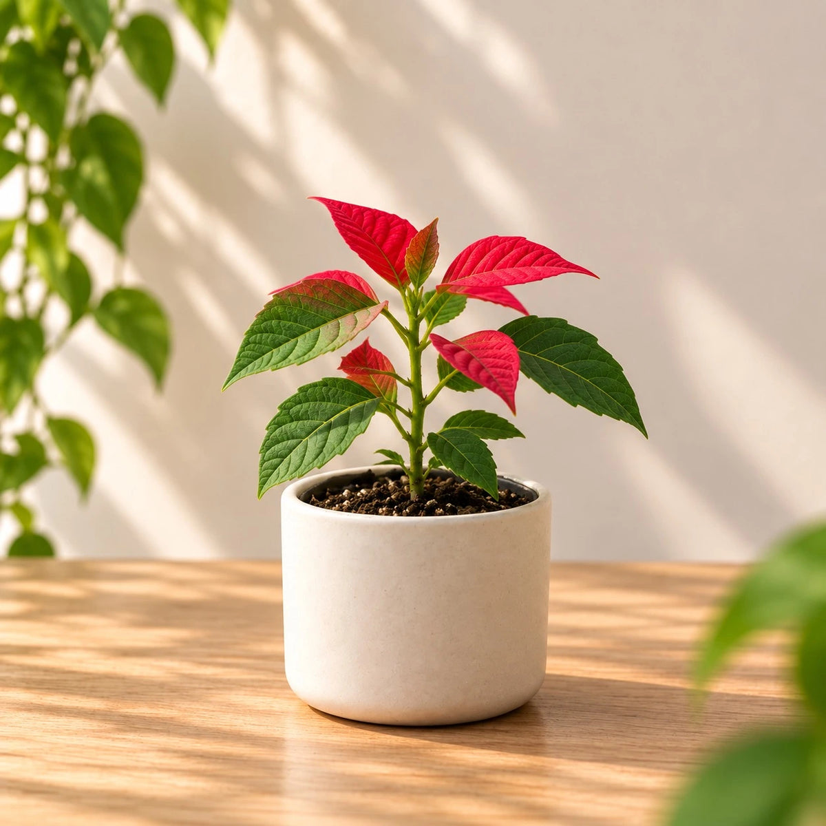 Poinsettia plant sapling (1pc )