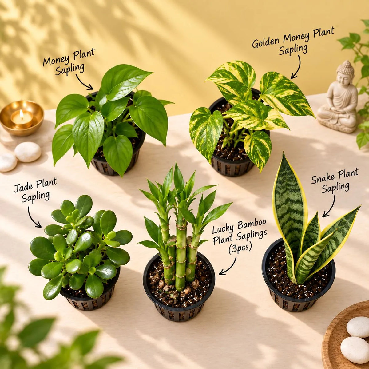 Vastu Prosperity Set