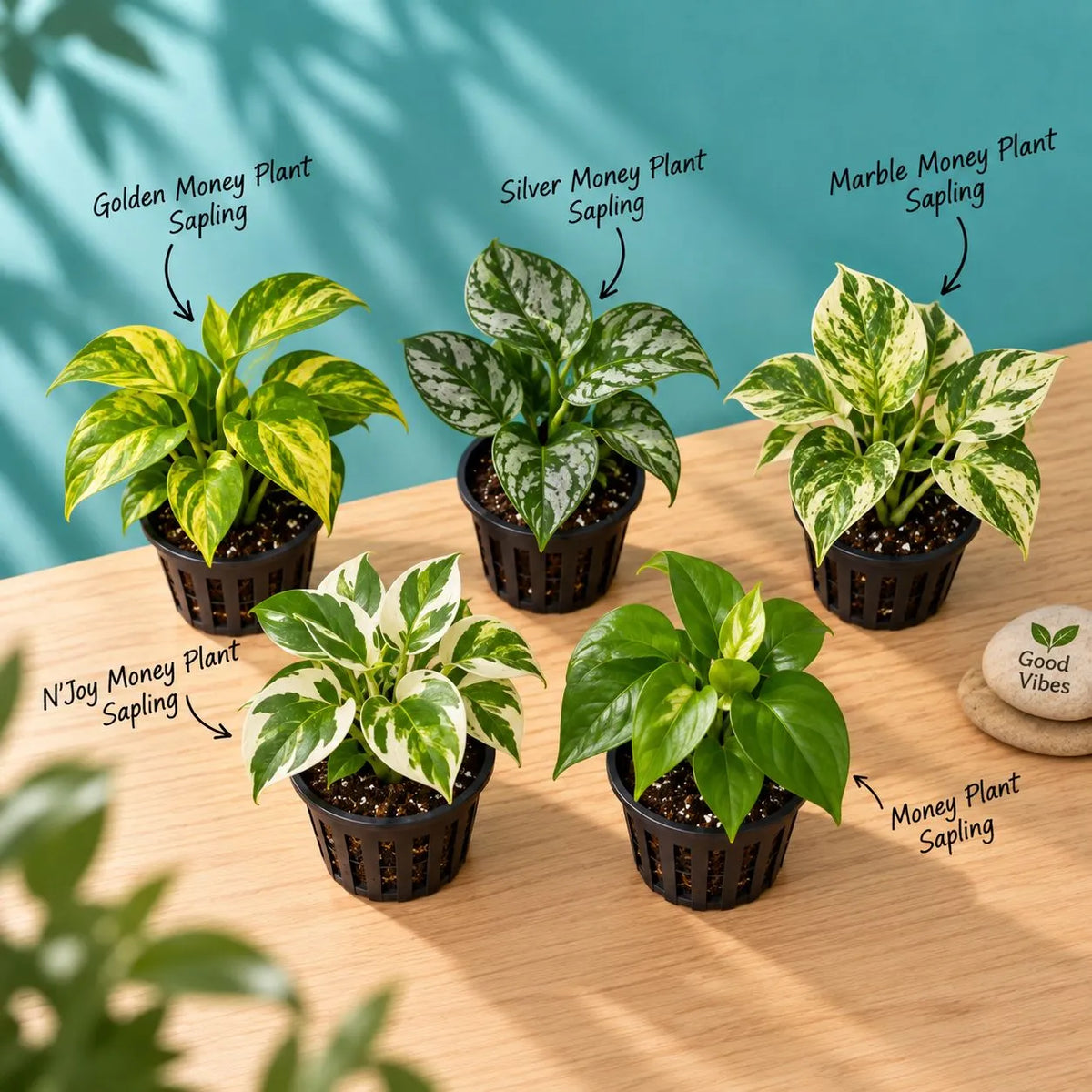 Money Plant Variety Box