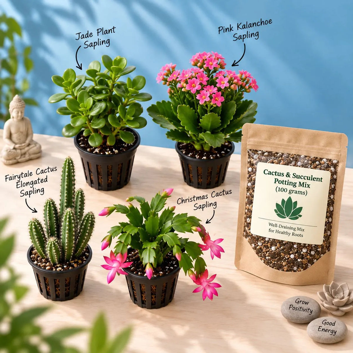 Succulent & Cactus Starter Kit