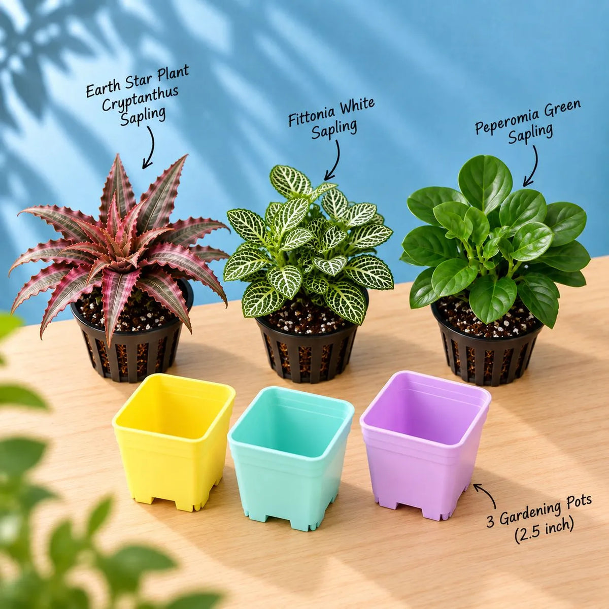 Desk & Shelf Miniatures Kit