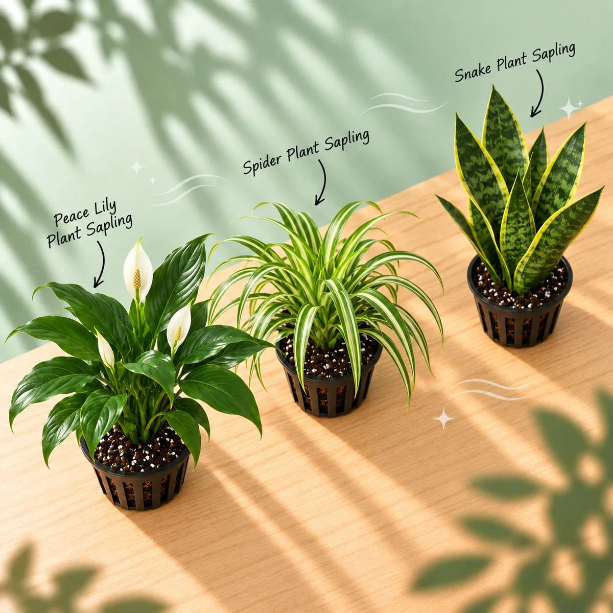 Air Purifying Bundle