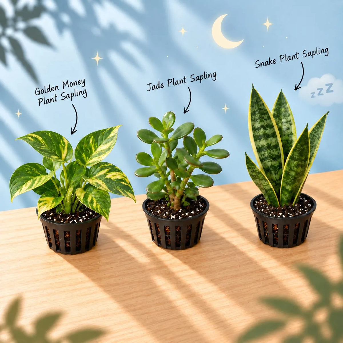 Sleep-Friendly Plant Combo