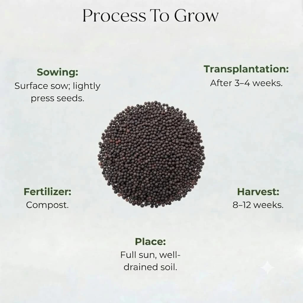 Basil Green Seeds (20 seeds)