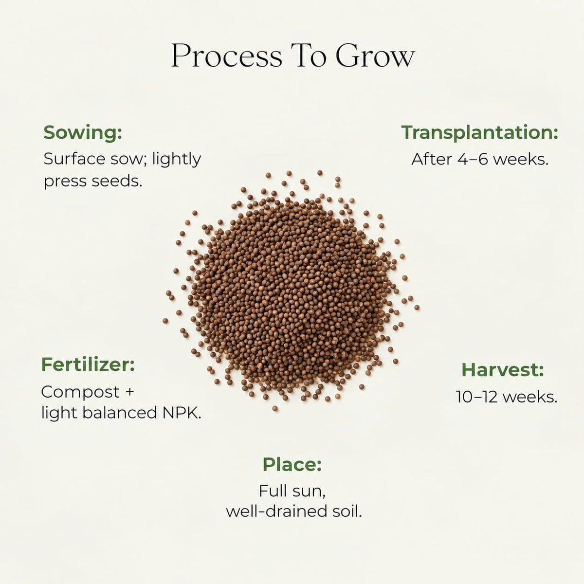 Oregano Seeds (30 seeds)