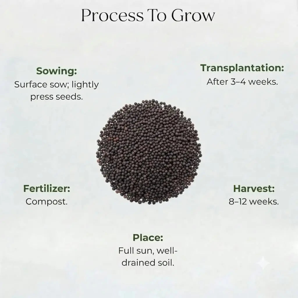 Parsley Seeds (10 seeds)