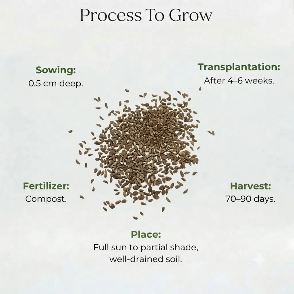 Thyme Seeds (30 Seeds)