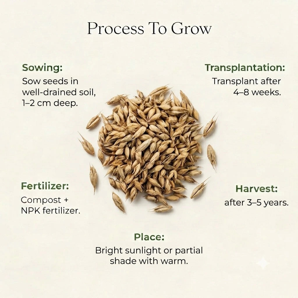 Natural Bamboo Seeds (10 Seeds)