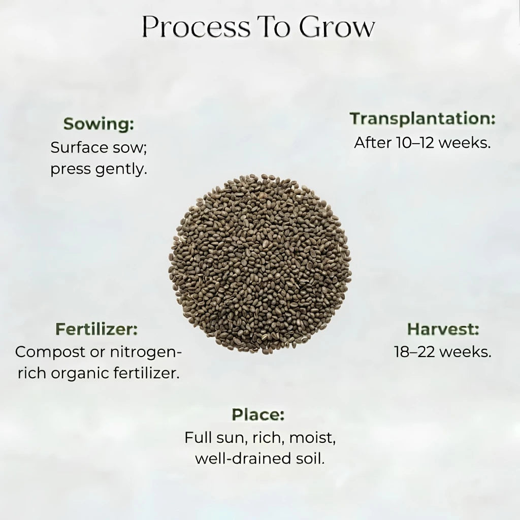 Celery Seeds (20 seeds)