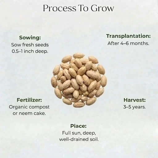 Neem Seeds (3 Seeds)