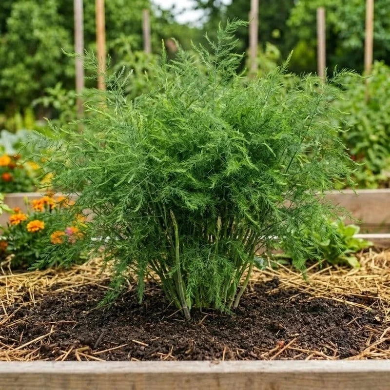 Asparagus Seeds (5 seeds)