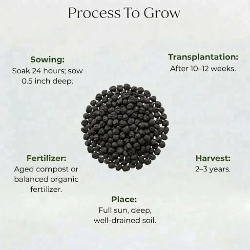 Asparagus Seeds (5 seeds)