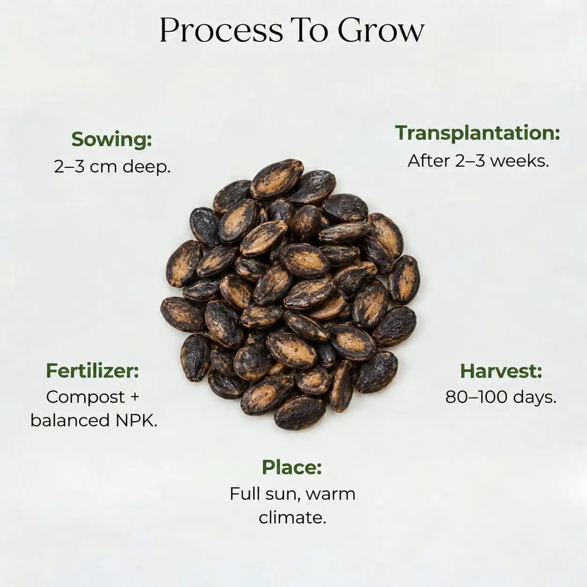 Watermelon Seeds (3 seeds)