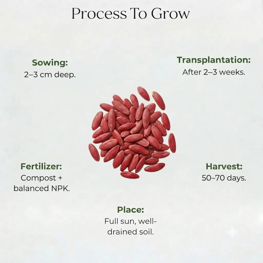 Cucumber Seeds (5 Seeds)