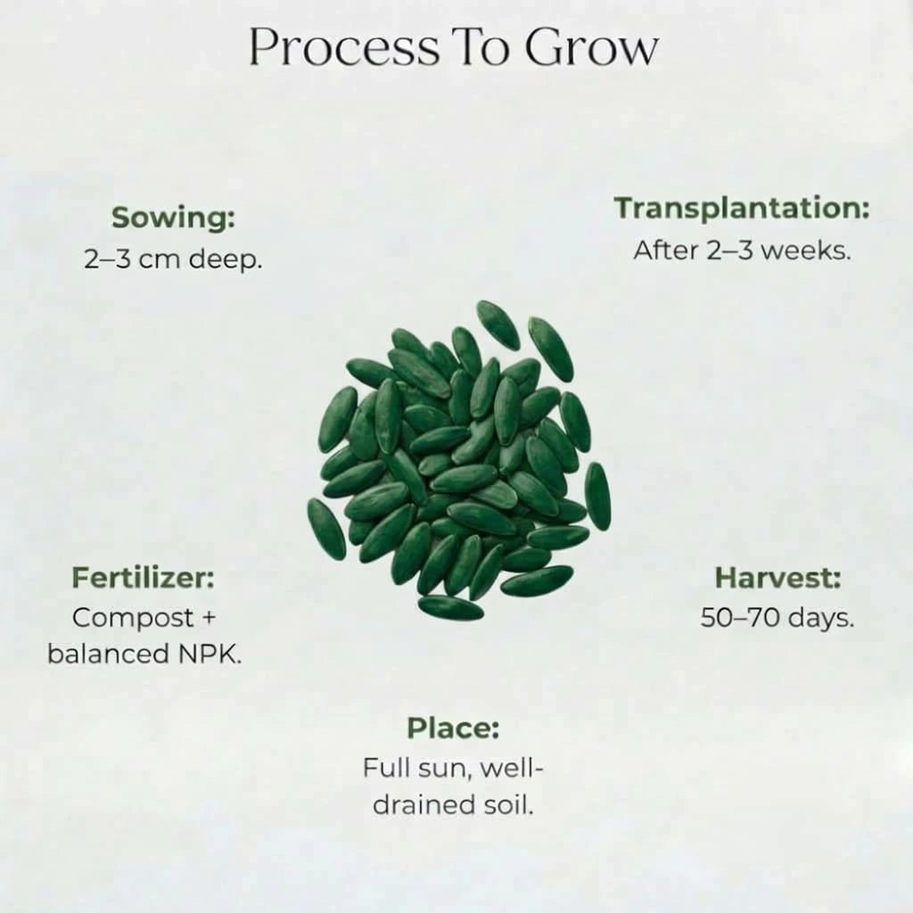 Muskmelon Seeds (3 seeds)