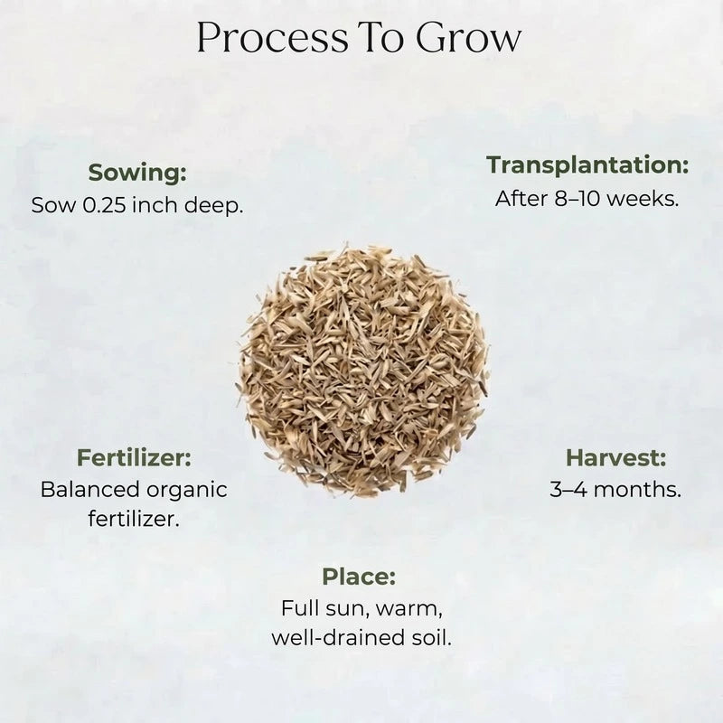 Wisitiria Lemon Grass Seeds (50 seeds)