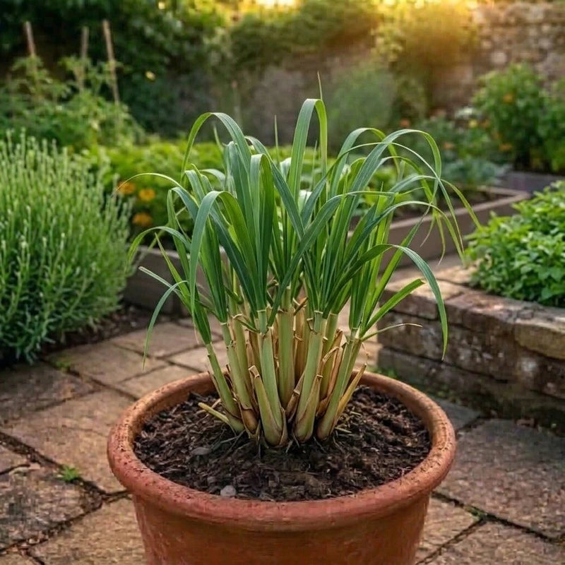 Wisitiria Lemon Grass Seeds (50 seeds)