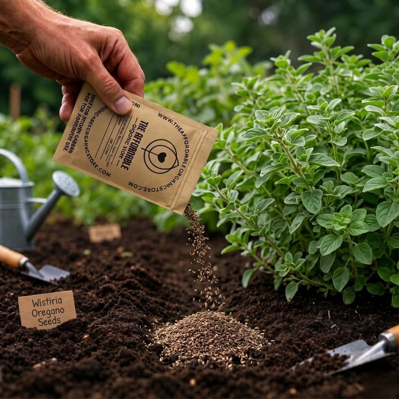 Wisitiria Oregano Seeds (100 seeds)