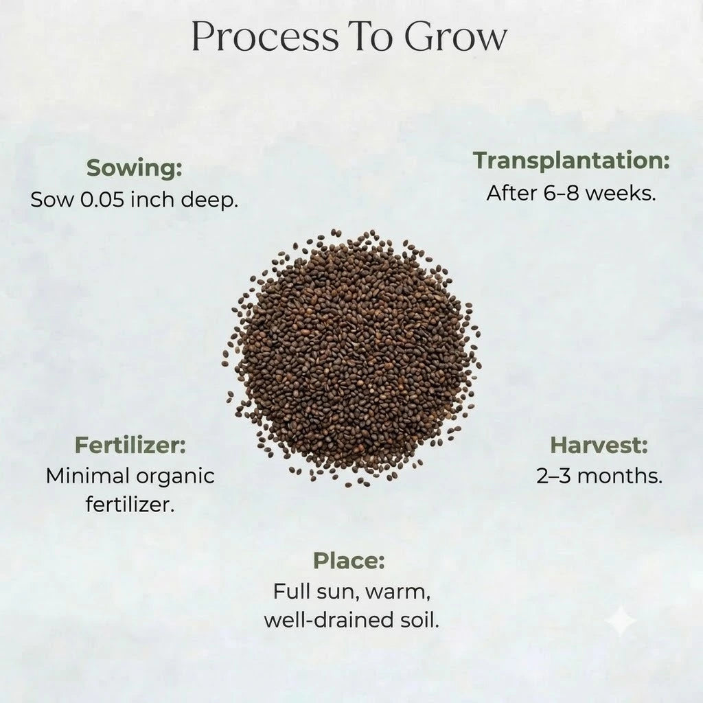 Wisitiria Oregano Seeds (100 seeds)