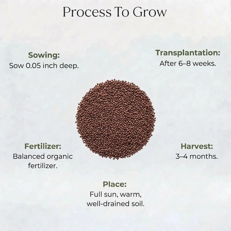 Wisitiria Thyme Seeds (50 seeds)