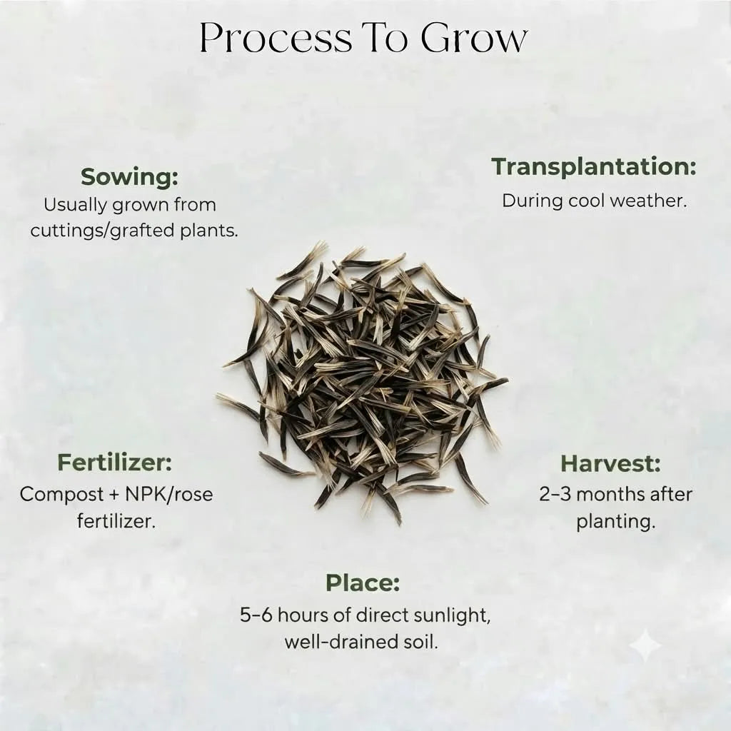 Yellow Marigold Seeds (10 seeds)