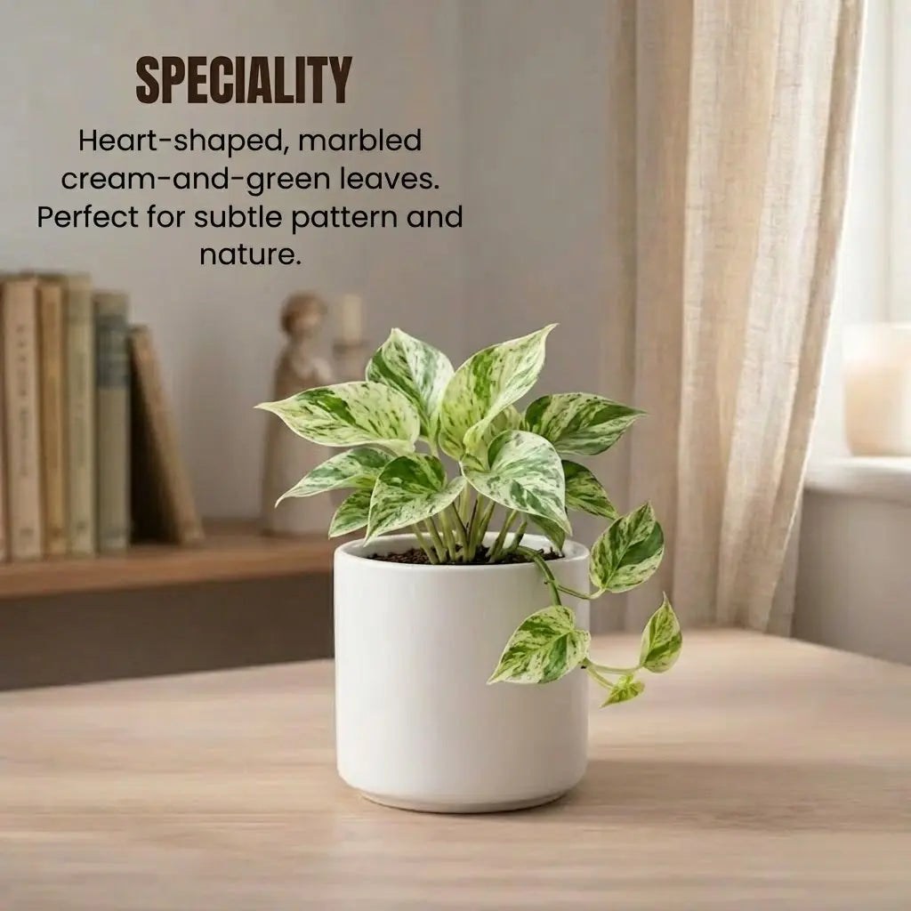 Marble Money Plant Sapling (1pc)