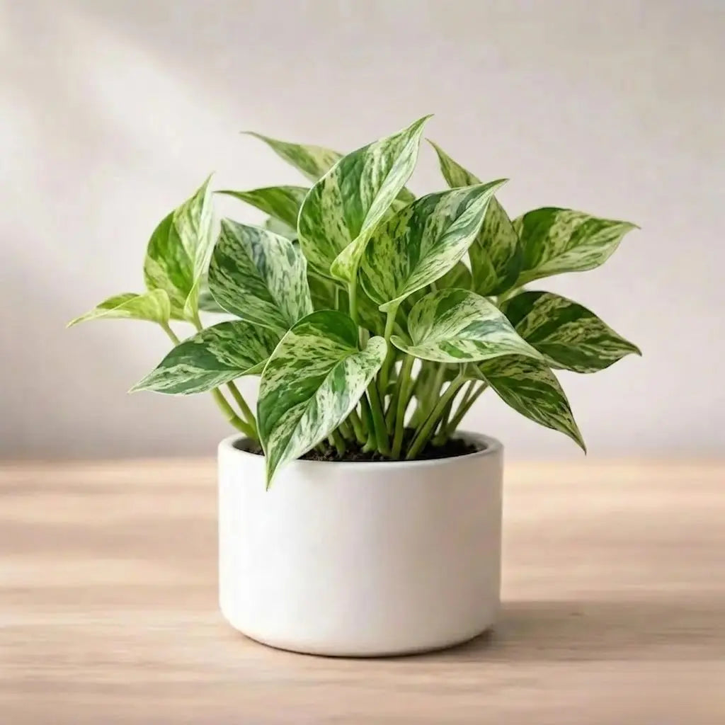 Marble Money Plant Sapling (1pc)