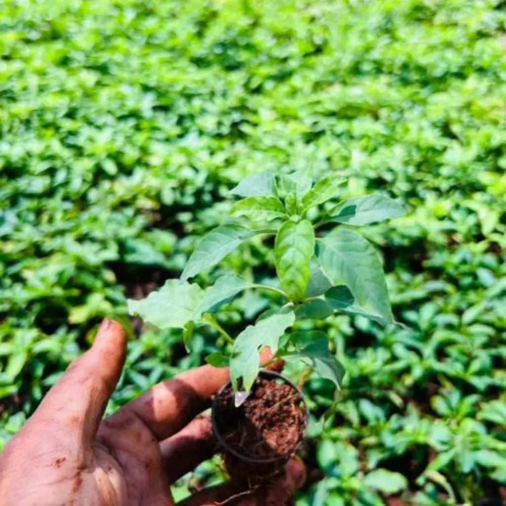 Crossandra Plant Sapling(1Pc)