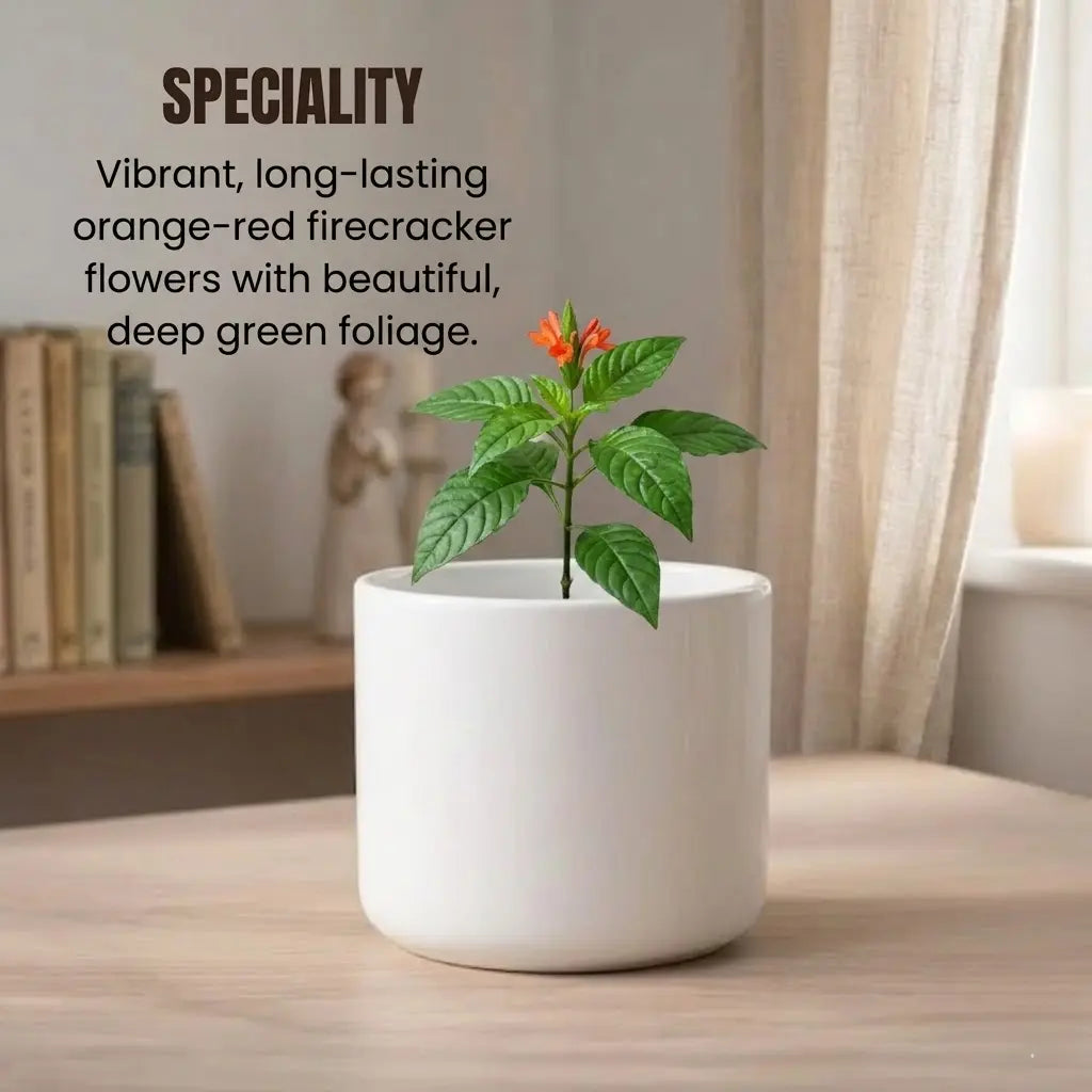 Crossandra Plant Sapling(1Pc)