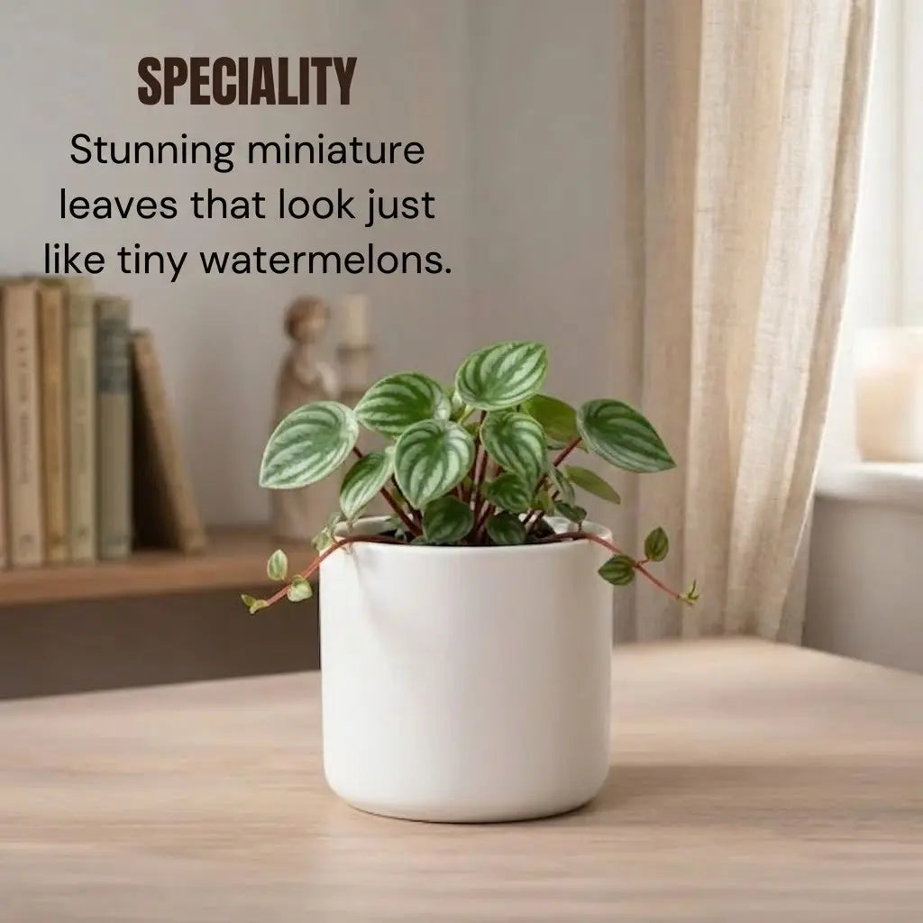 Peperomia Watermelon Plant Sapling (1pc)