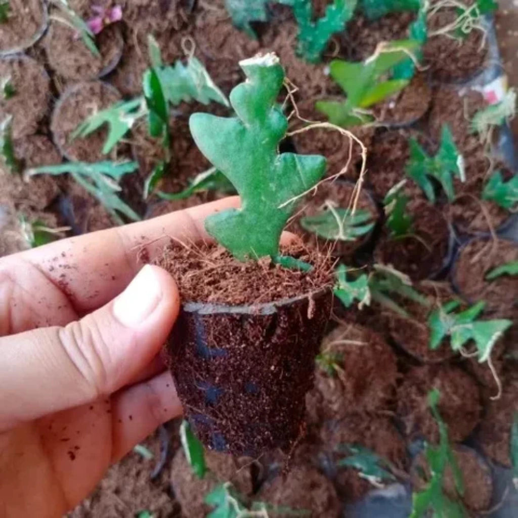 Fishbone Cactus Plant Sapling(1Pc)