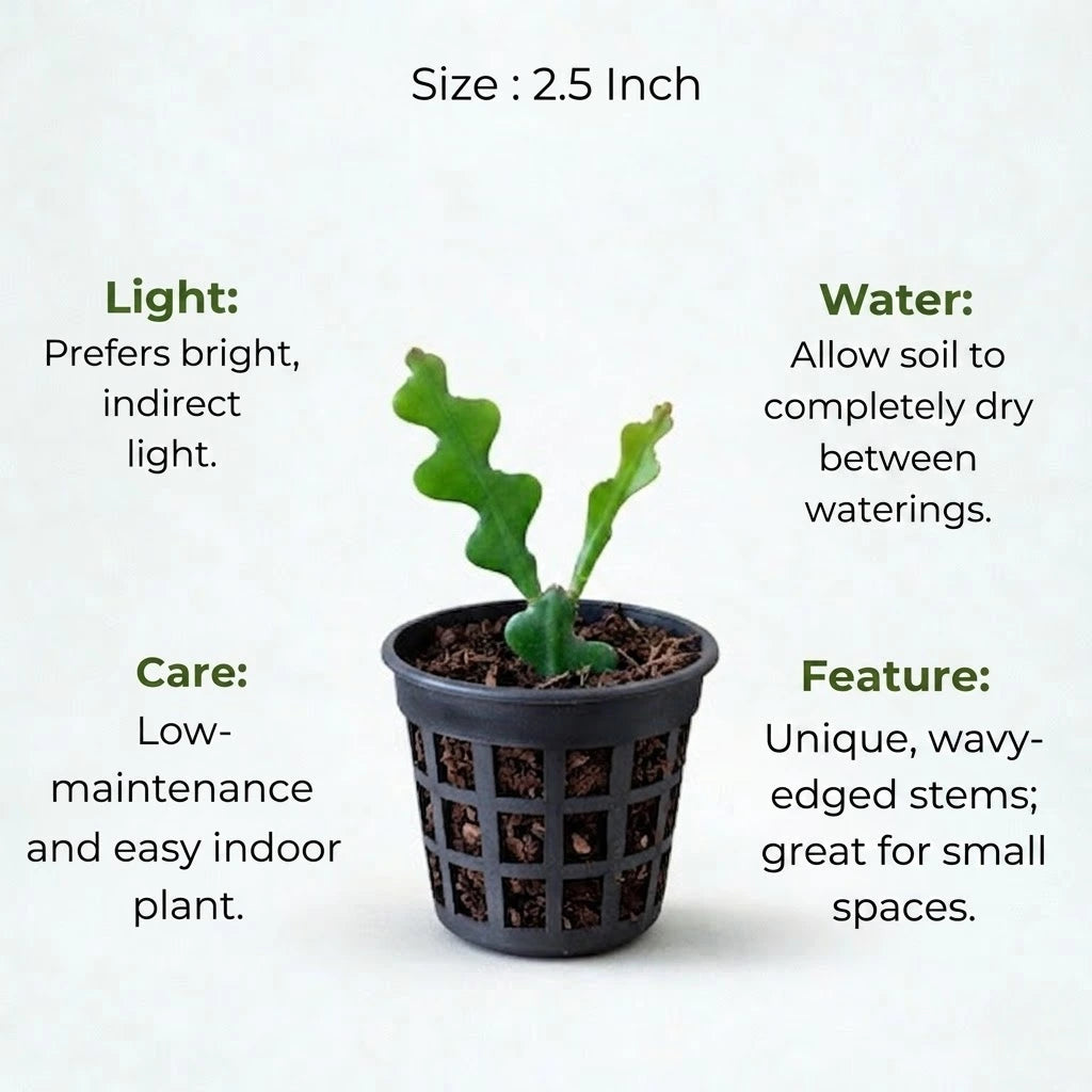 Fishbone Cactus Plant Sapling(1Pc)