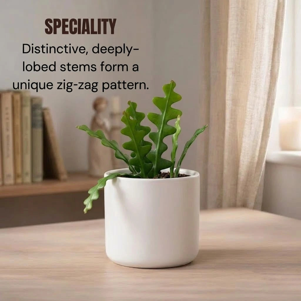 Fishbone Cactus Plant Sapling(1Pc)