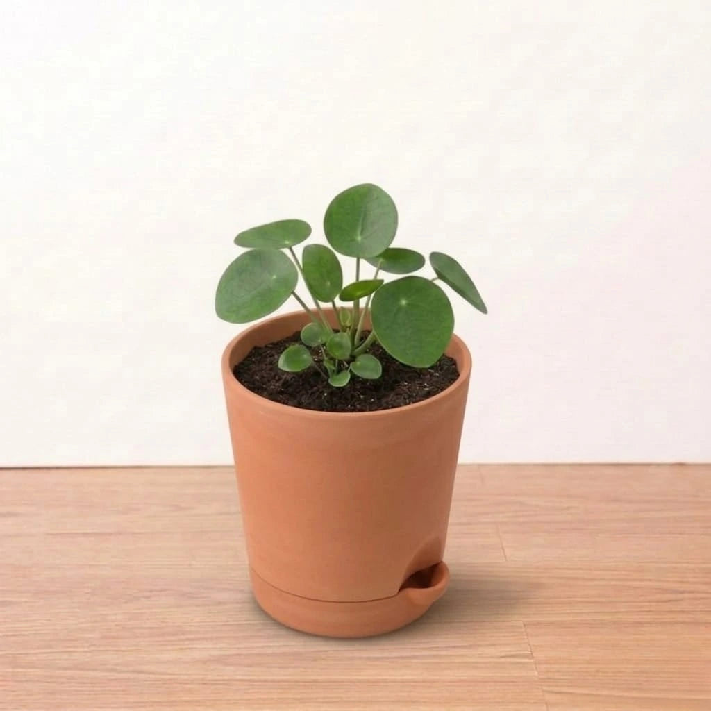 Self Watering Pot 4in (1pc)