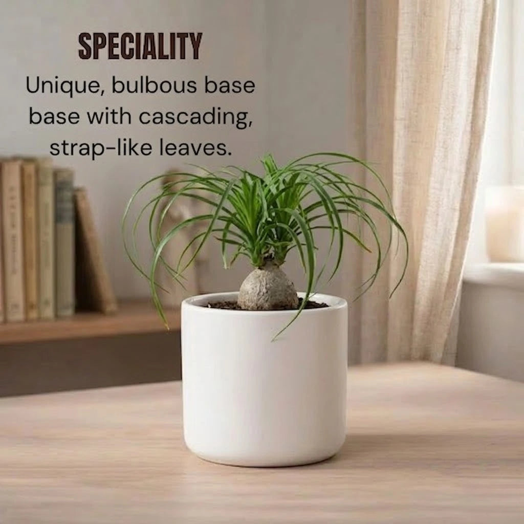 Ponytail Palm Sapling (1pc)