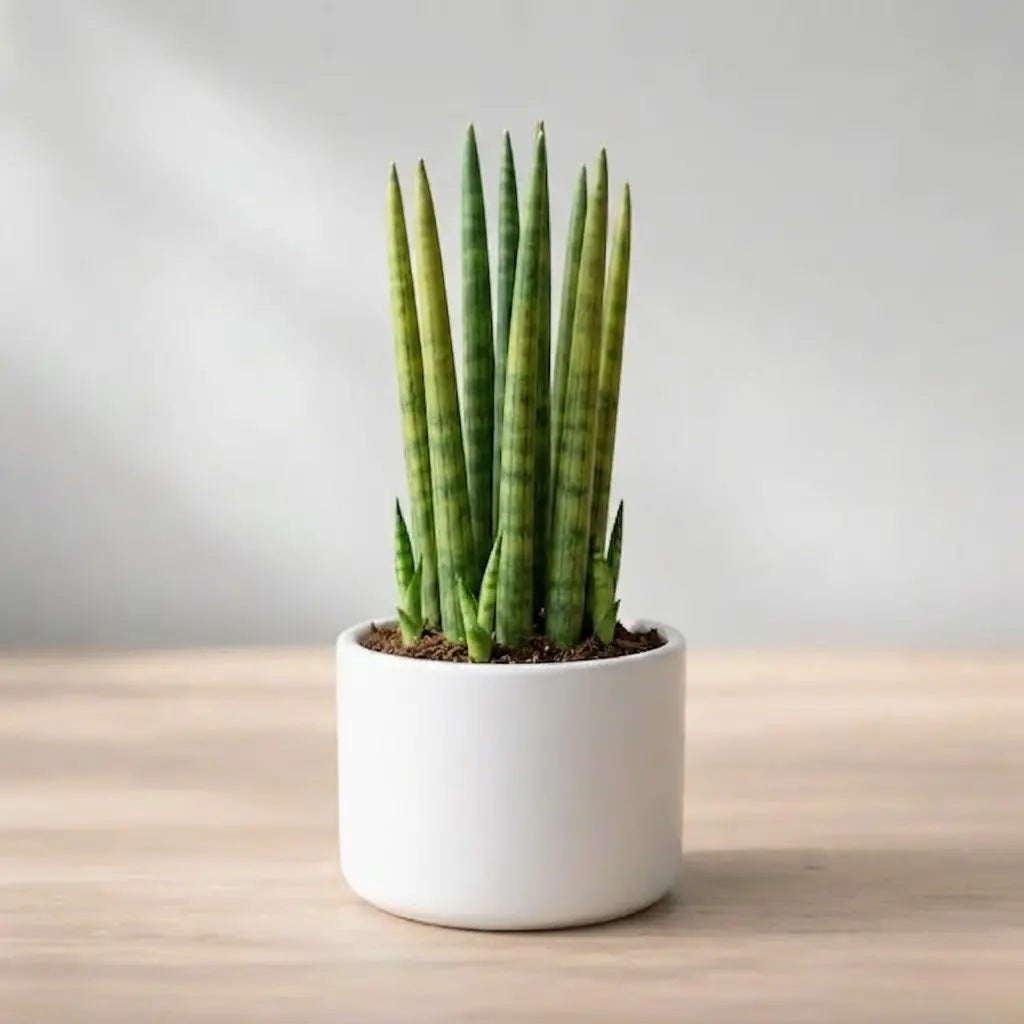 A potted Sansevieria cylindrica with vertical, spear-like green striped leaves in a round white ceramic planter.