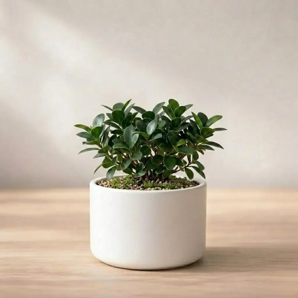 Ficus Microcarpa Bonsai Plant Sapling (1pc)
