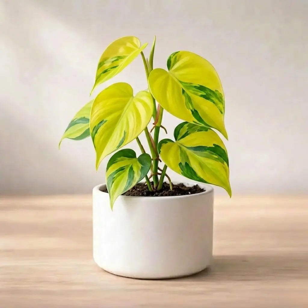 Philodendron Oxycardium Variegated Golden Plant Sapling (1pc)