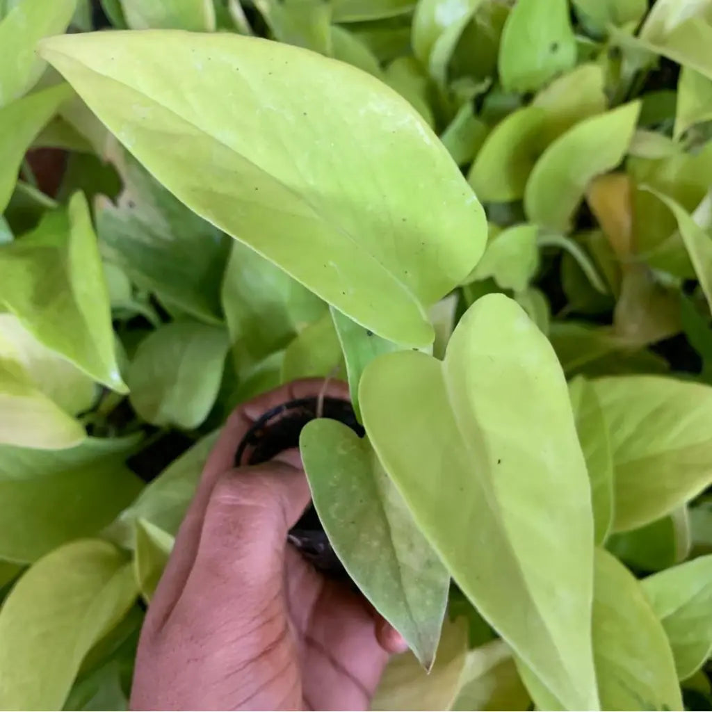 Hand holding a small potted plant with green leaves against a background of other plants.