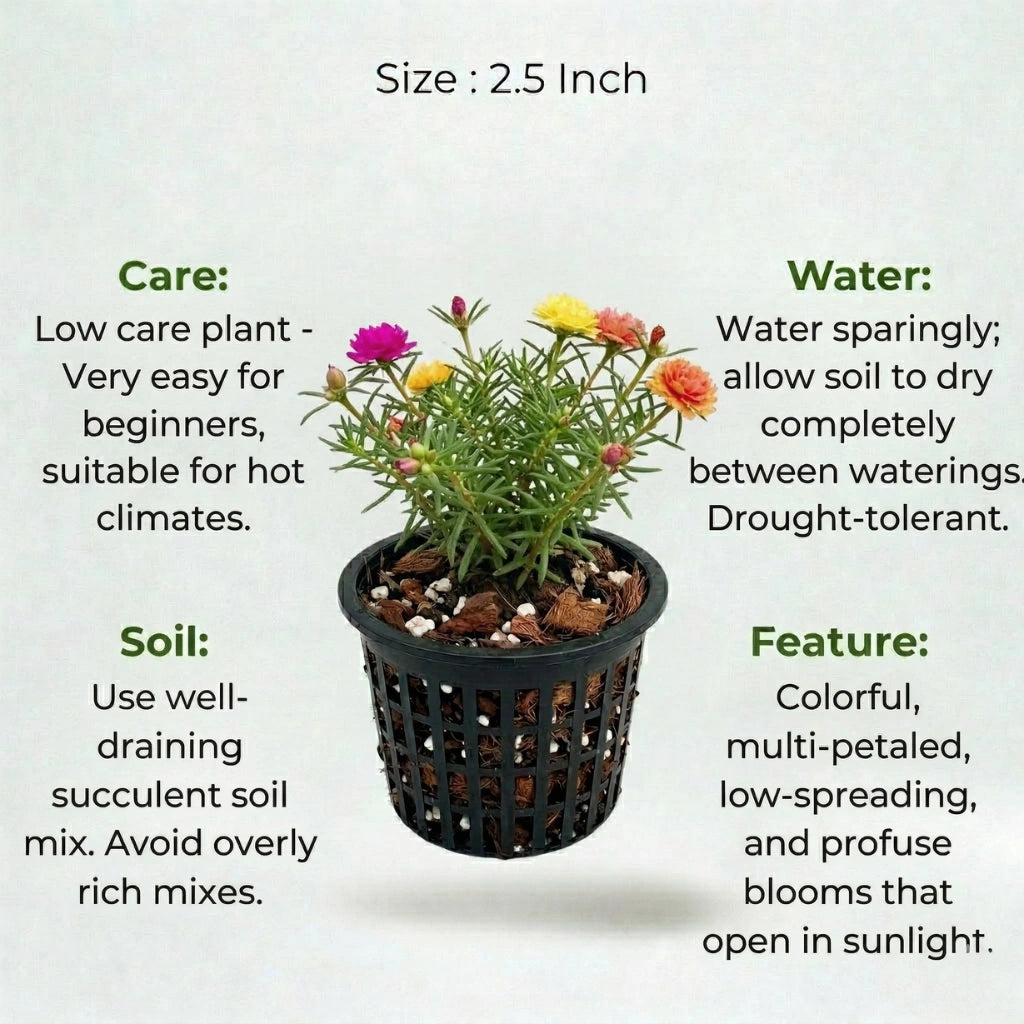 A plant in black net pot on a white background with certain details